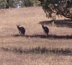 Touren ab Adelaide - 2 Tage Kangaroo Island